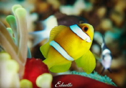 Always around and beautiful, anemone fish. by Eduard Bello 
